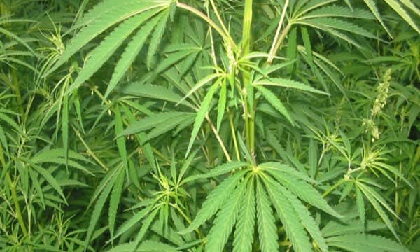 plants